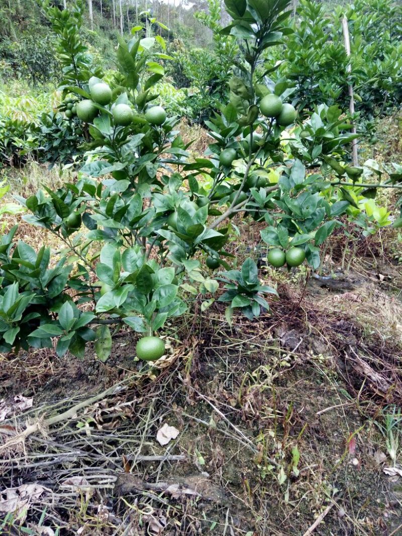 脐橙树苗30~50cm