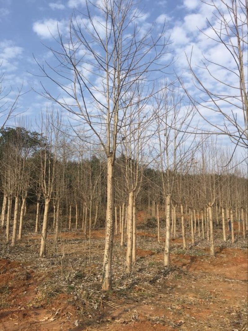 马褂木10~12cm10~12cm3.5~4米
