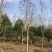 马褂木10~12cm10~12cm3.5~4米