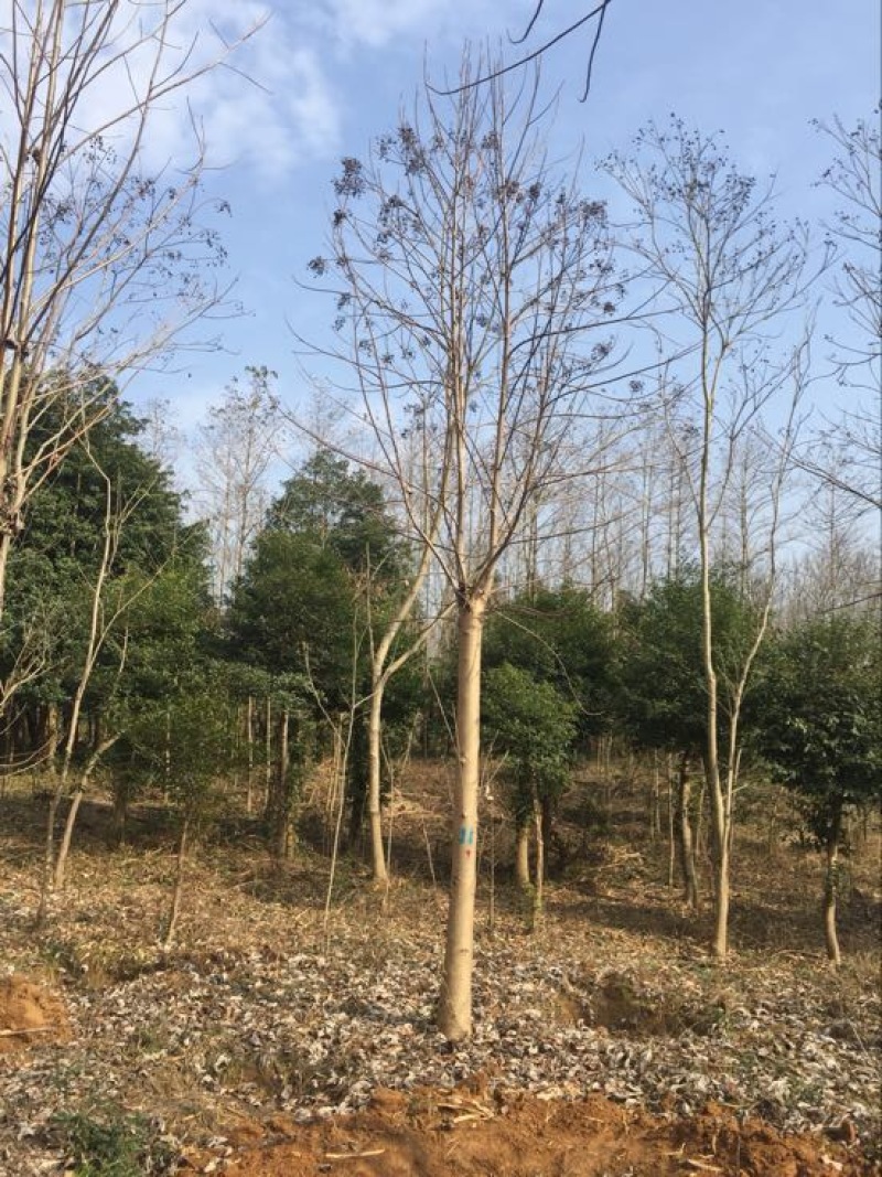 马褂木10~12cm10~12cm3.5~4米