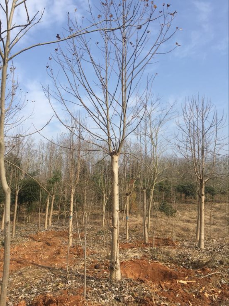 马褂木10~12cm10~12cm3.5~4米