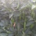 线椒10~15厘米红辣椒红辣椒