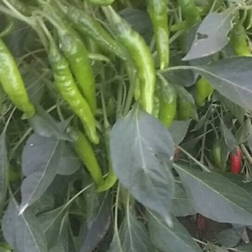 线椒10~15厘米红辣椒红辣椒
