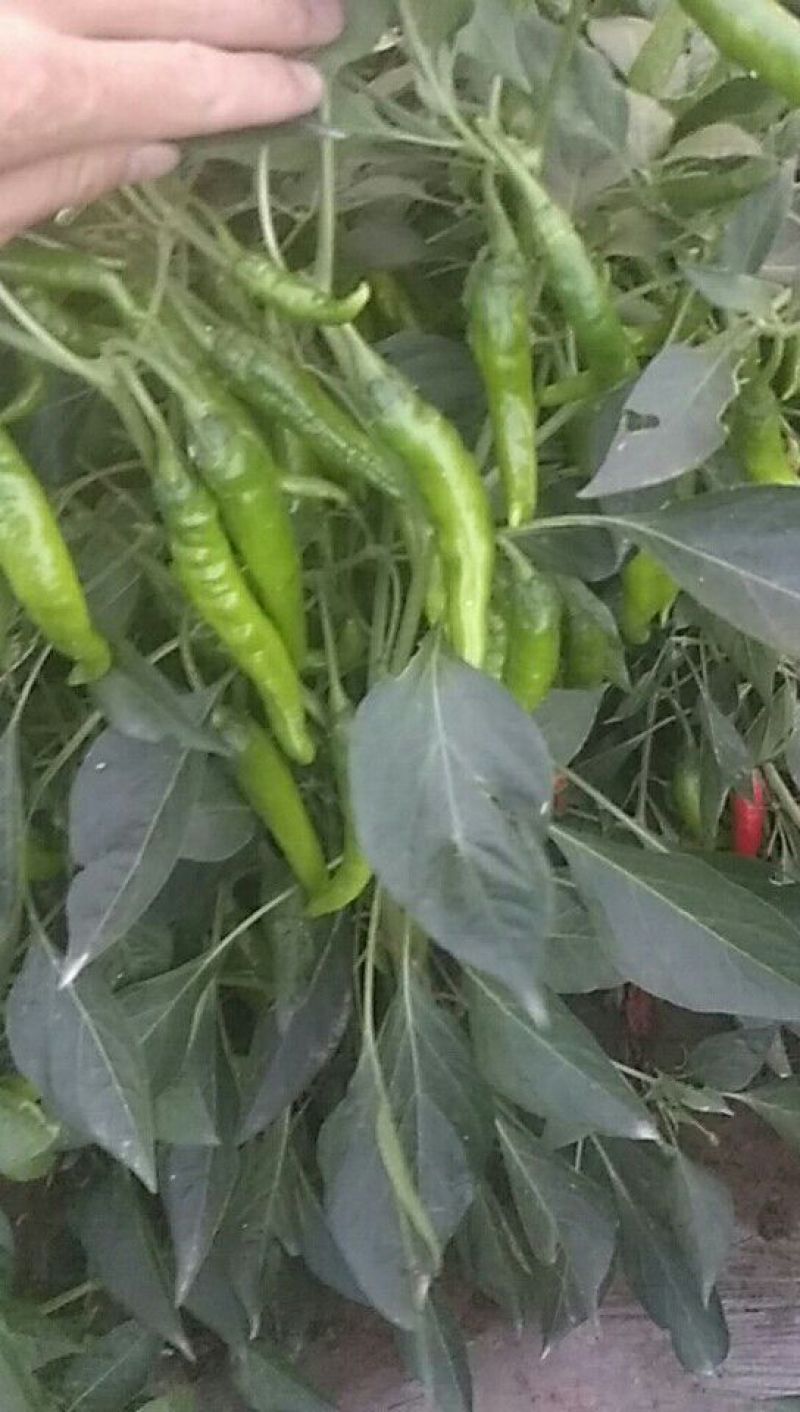 线椒10~15厘米红辣椒红辣椒