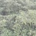 线椒10~15厘米红辣椒红辣椒