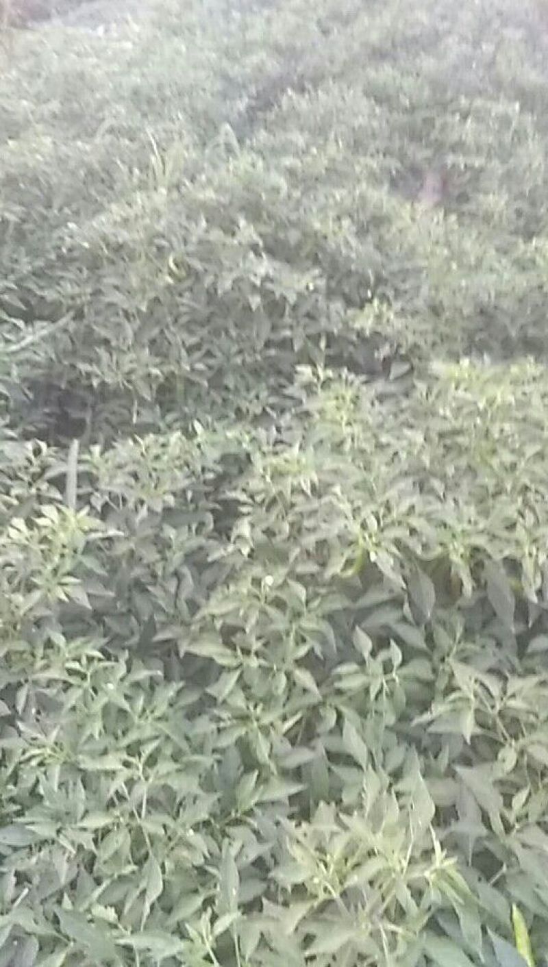 线椒10~15厘米红辣椒红辣椒