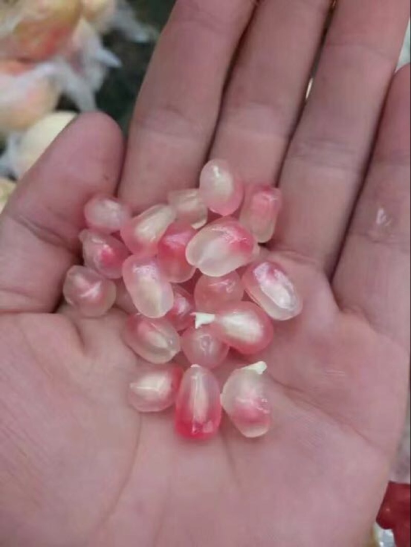 云南蒙自新鲜石榴老树沙地甜石榴水果批发零售