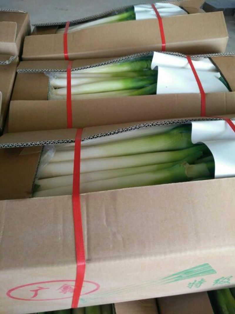 福建漳浦精品大葱，毛葱，箱葱，网袋葱（沙地种植）