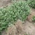山西大红袍花椒苗1~2年基地，沾泥浆，生根粉发货