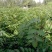 山西大红袍花椒苗1~2年基地，沾泥浆，生根粉发货