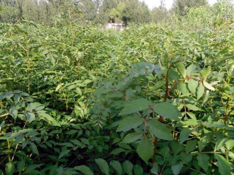 山西大红袍花椒苗1~2年基地，沾泥浆，生根粉发货