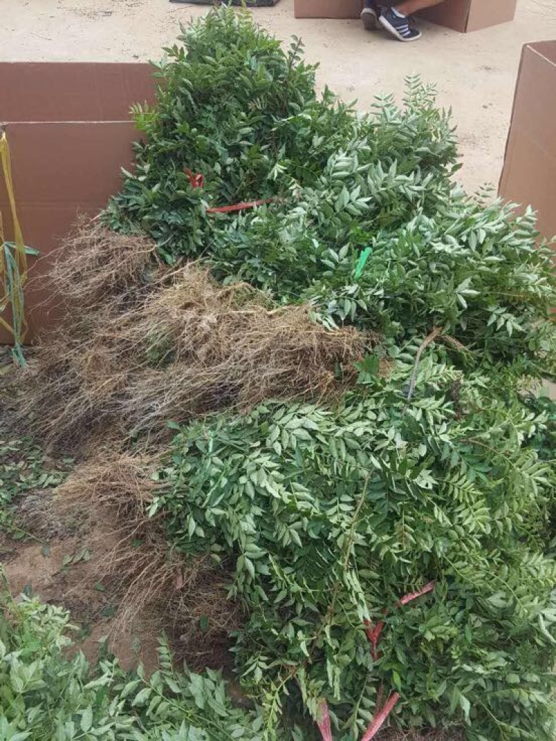 山西大红袍花椒苗1~2年基地，沾泥浆，生根粉发货