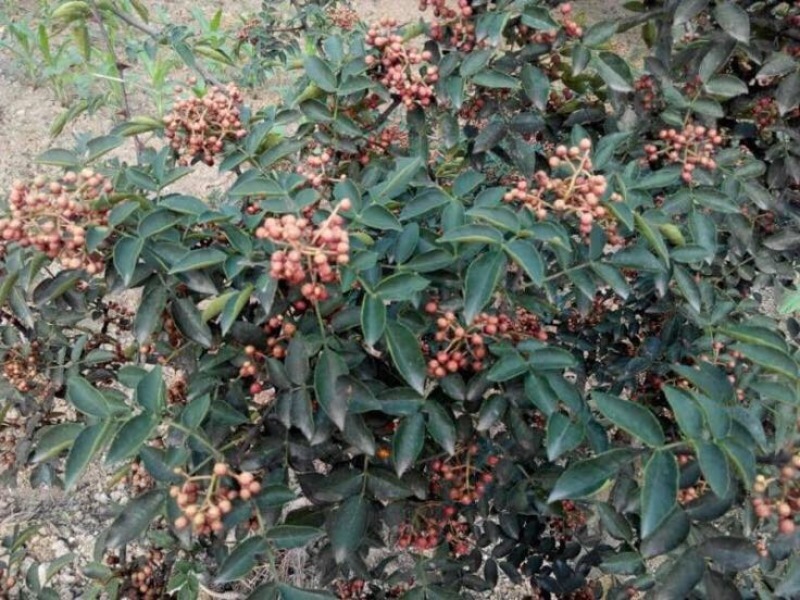 山西大红袍花椒苗1~2年基地，沾泥浆，生根粉发货