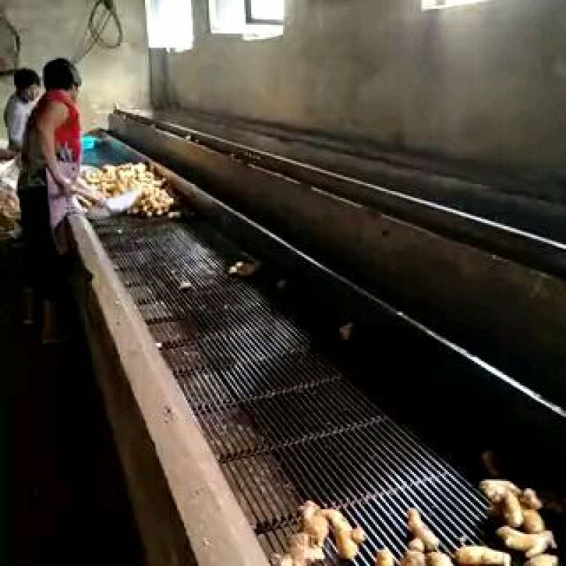 山东大黄姜批发产地（姜头姜母鲜姜）保质保量保服务
