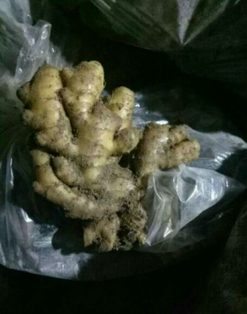 山东大黄姜批发产地（姜头姜母鲜姜）保质保量保服务