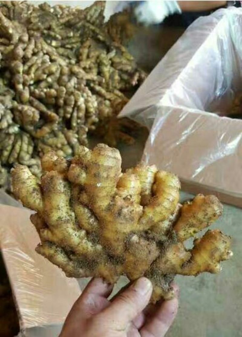 山东大黄姜批发产地（姜头姜母鲜姜）保质保量保服务