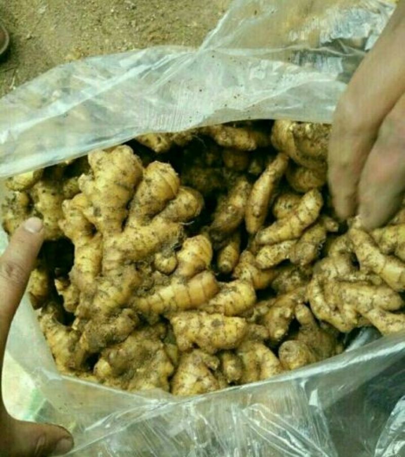 山东大黄姜批发产地（姜头姜母鲜姜）保质保量保服务