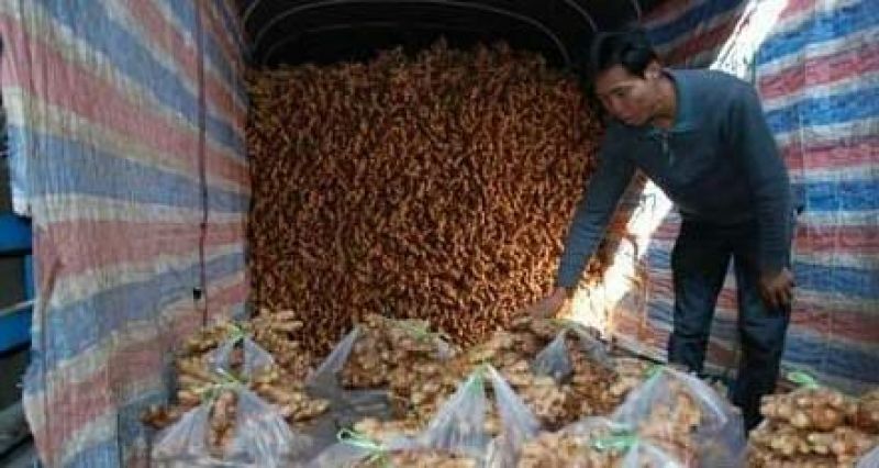 【实力推荐】生姜产地直供保质保量坏烂包赔量大从优