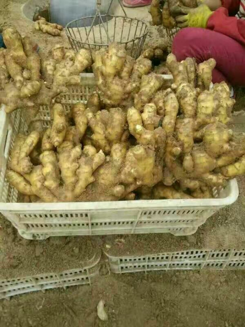 【实力推荐】生姜产地直供保质保量坏烂包赔量大从优