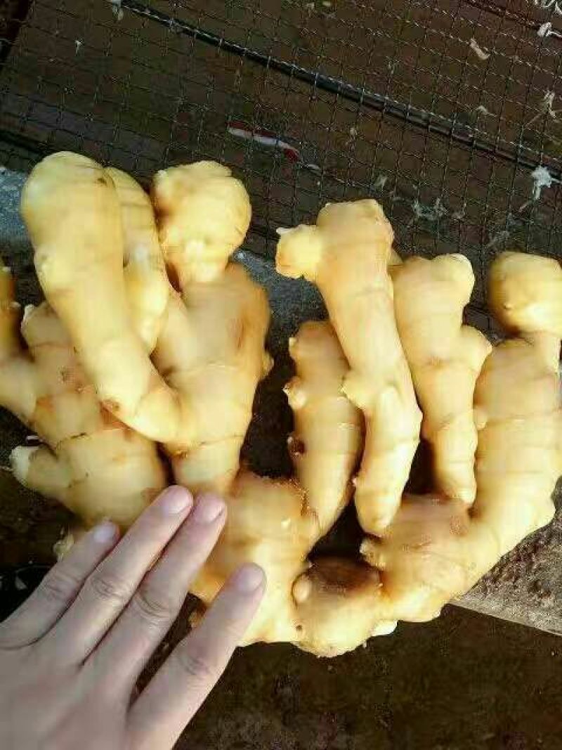 【实力推荐】生姜产地直供保质保量坏烂包赔量大从优
