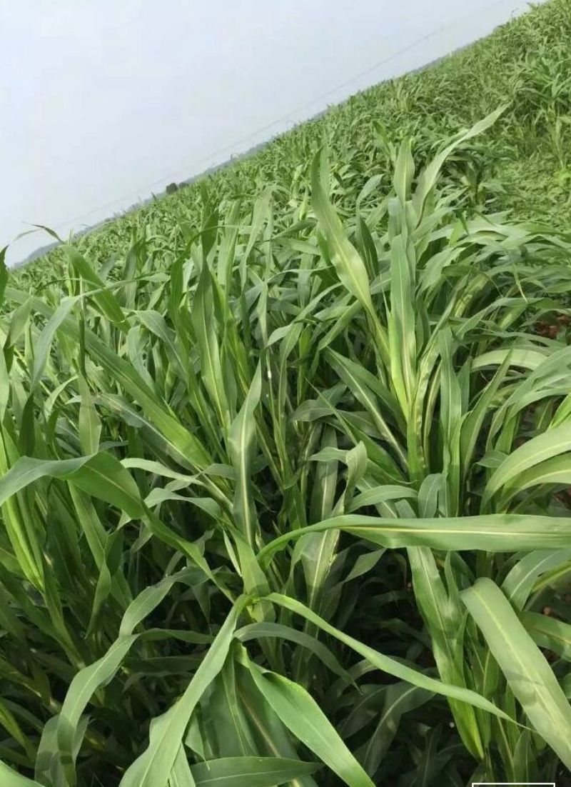 墨西哥玉米草种子98%以上