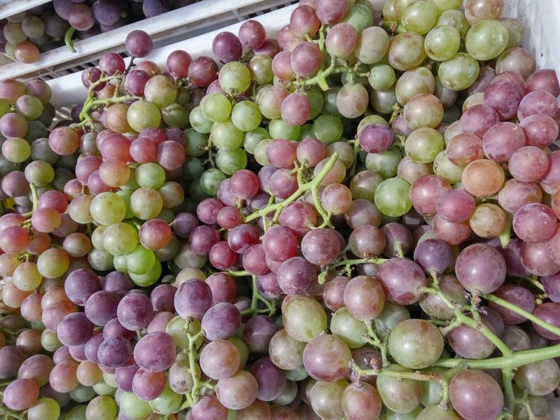 巨峰葡萄5%以下0.8~1.5斤