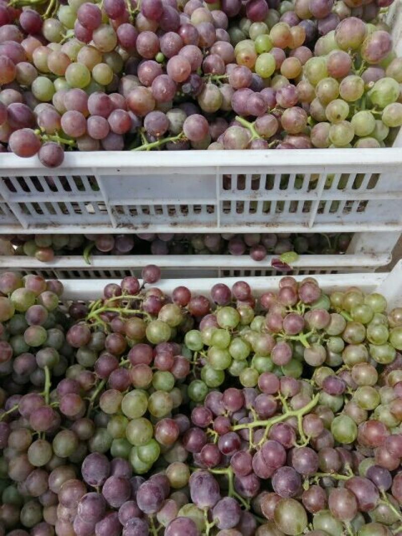 巨峰葡萄5%以下0.8~1.5斤