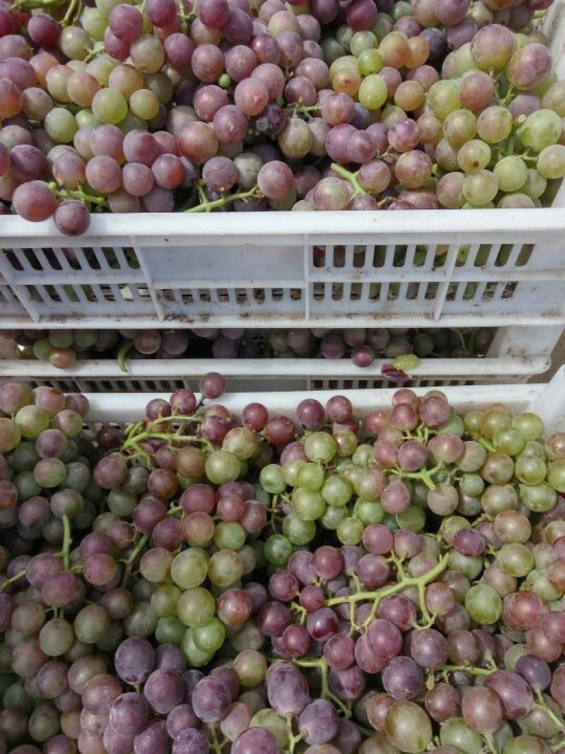 巨峰葡萄5%以下0.8~1.5斤