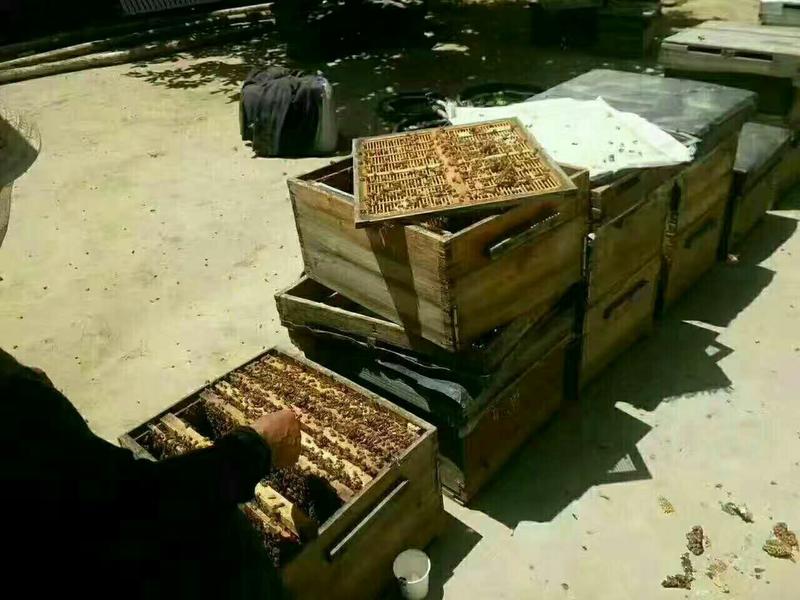 出售自家蜂蜜，有枣花蜜，槐花蜜，草花蜜，