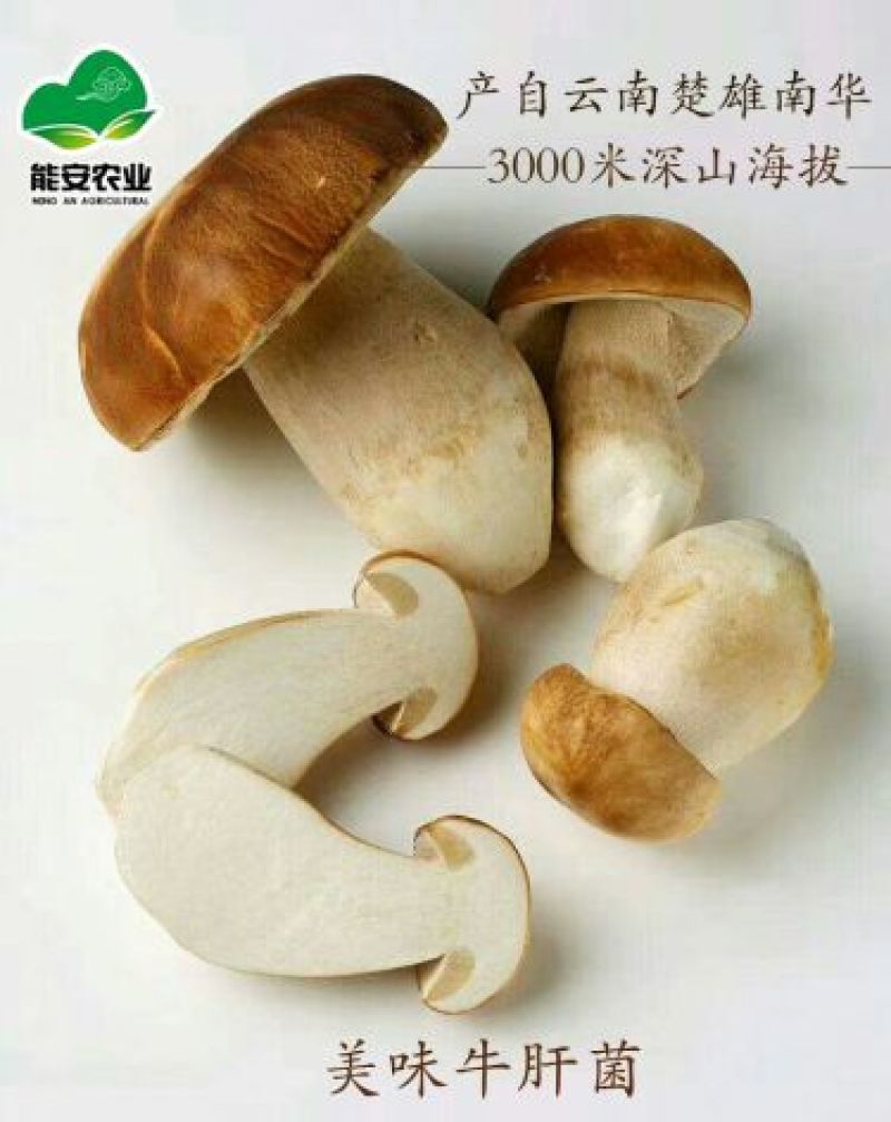 美味牛肝菌野生菌云南楚雄发货