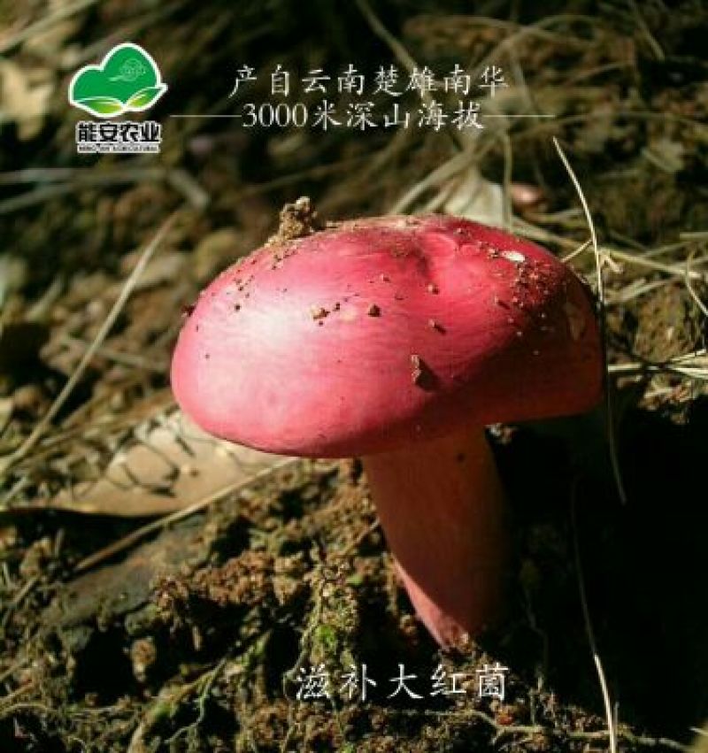 美味牛肝菌野生菌云南楚雄发货