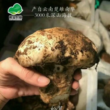 美味牛肝菌野生菌云南楚雄发货