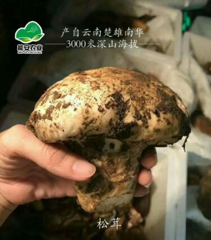 美味牛肝菌野生菌云南楚雄发货