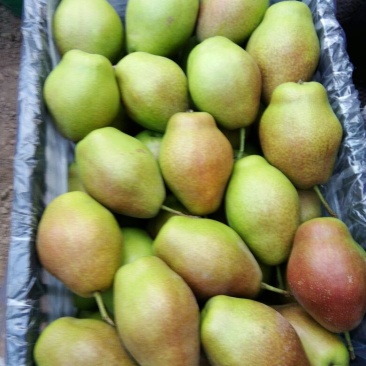红香酥梨光果250~300g