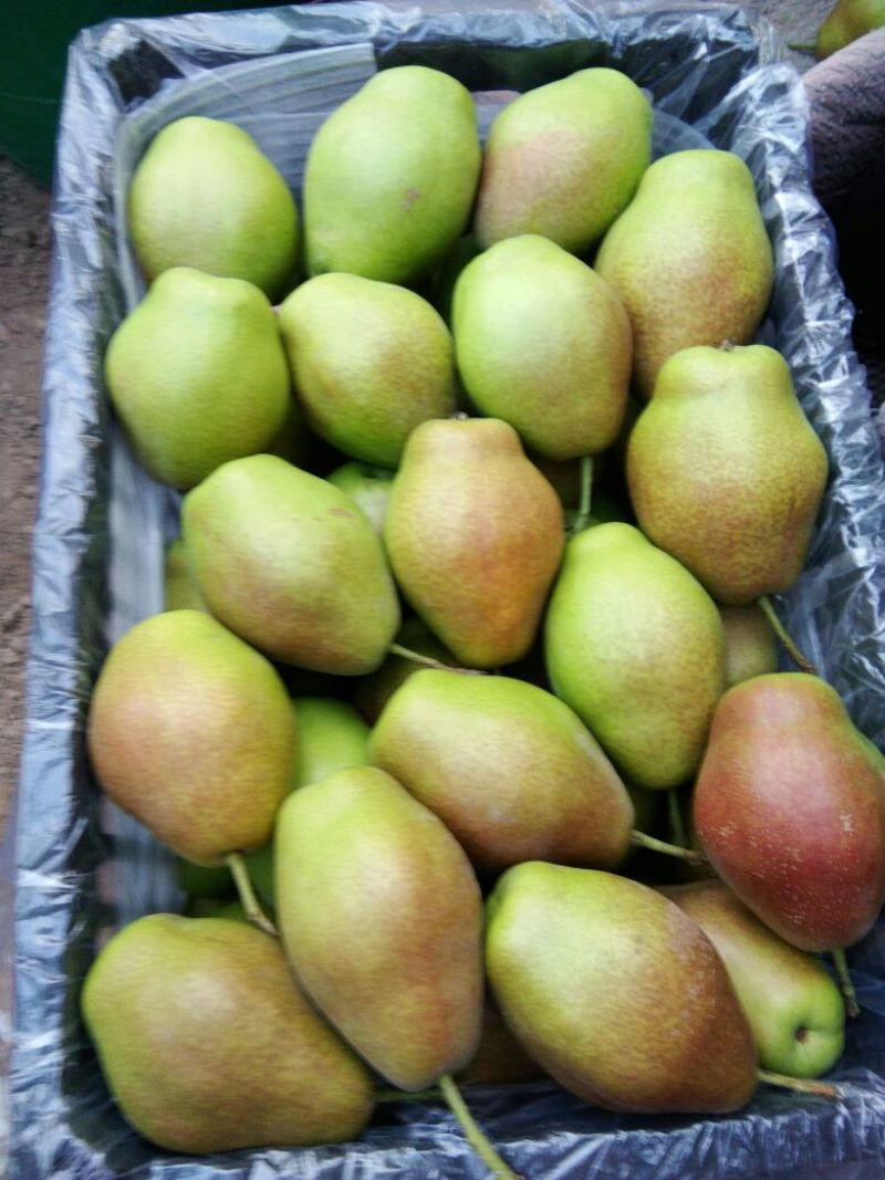 红香酥梨光果250~300g