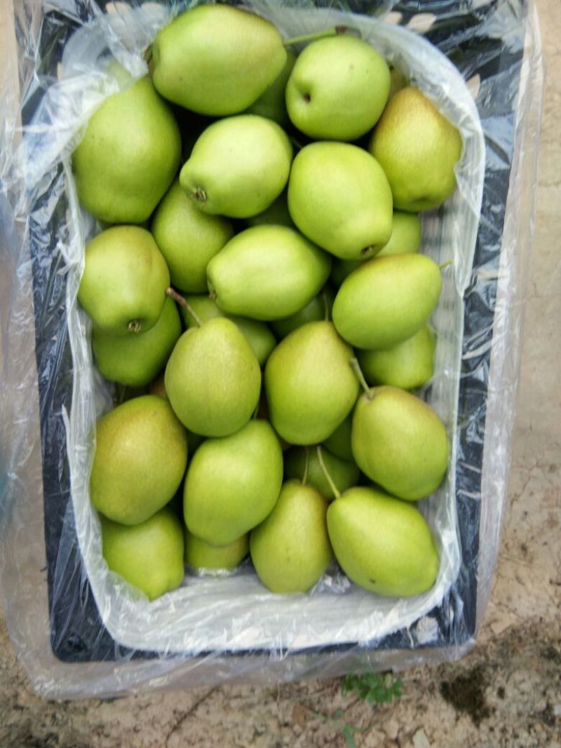 红香酥梨光果250~300g