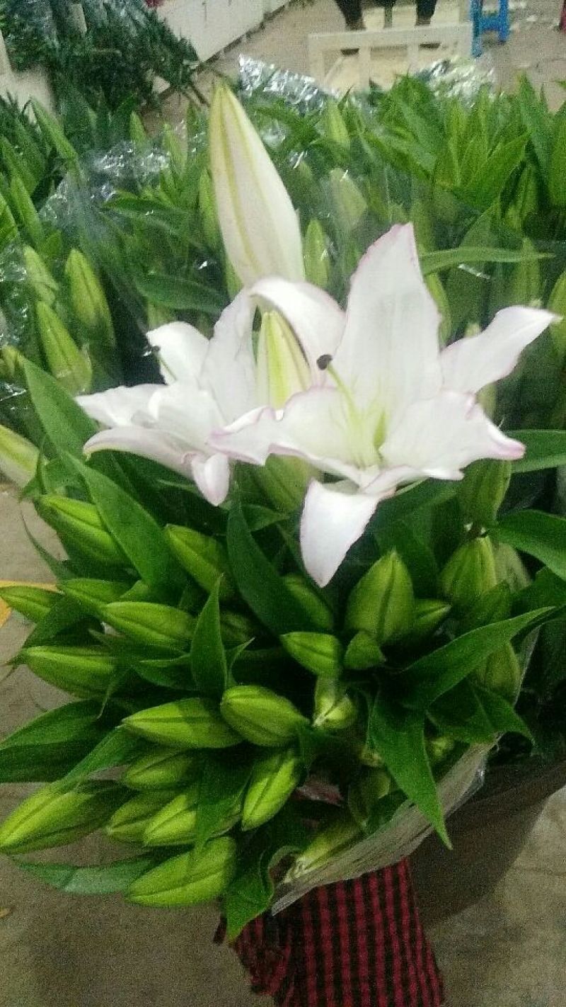 玫瑰鲜切花20朵