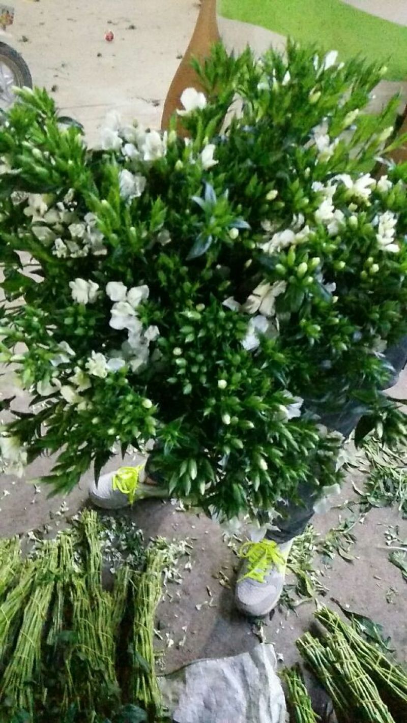 玫瑰鲜切花10朵