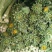 玫瑰鲜切花10朵