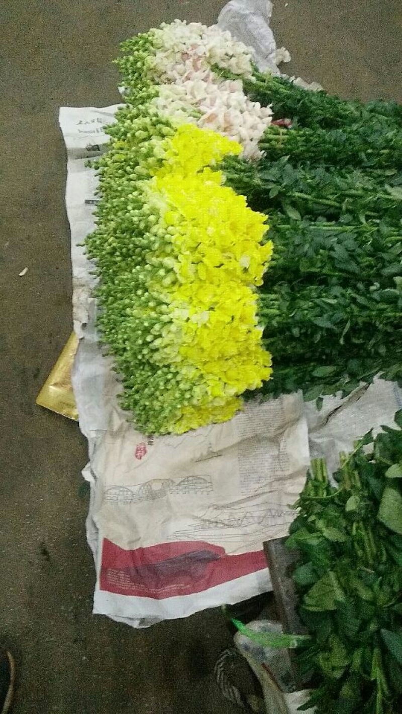 玫瑰鲜切花10朵