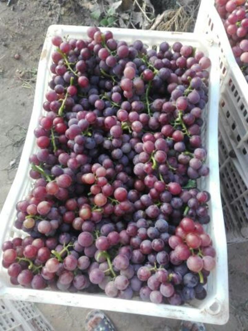 沙土地种植巨峰葡萄，口感甘甜产地现摘一手货源交通便利