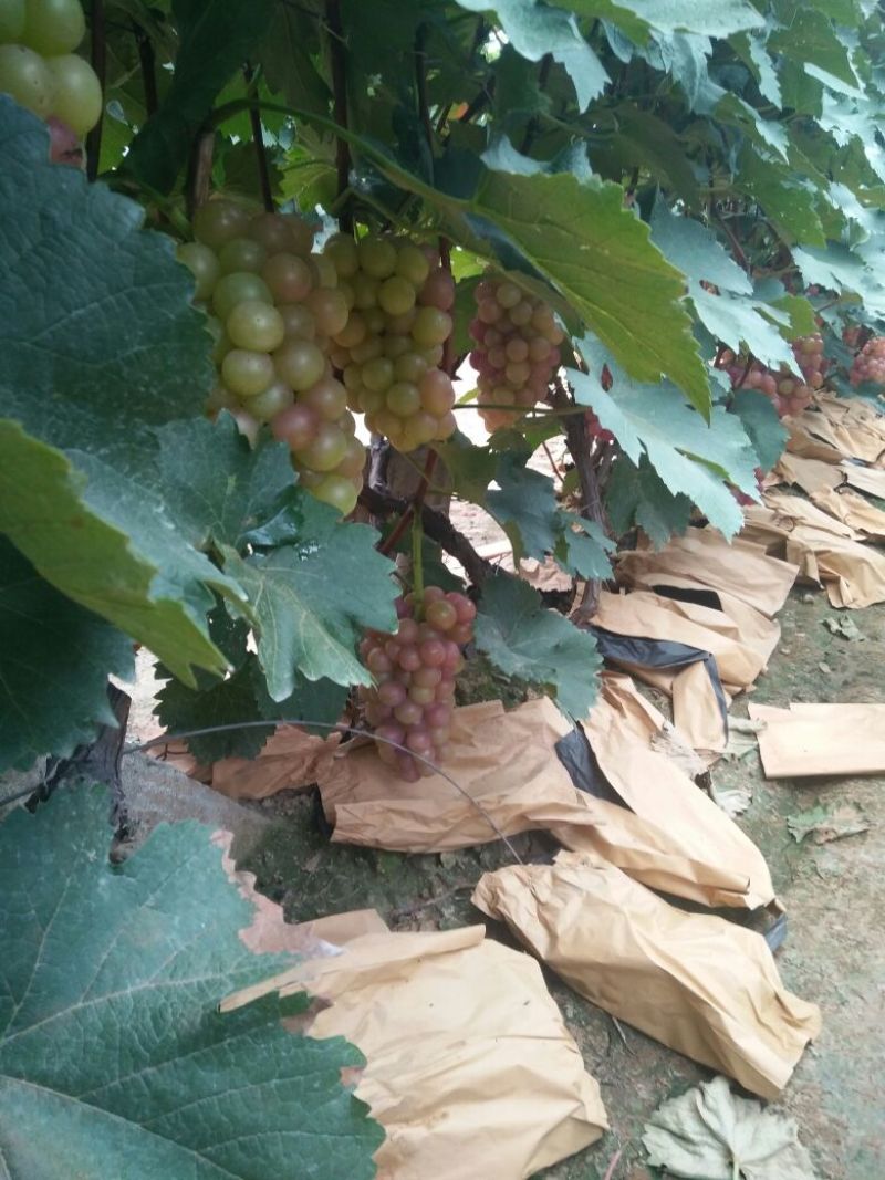 巨峰葡萄1.5~2斤5%以下大量上市需要的联系我