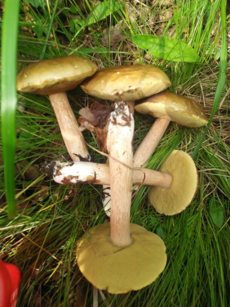 鲜牛肝菌一级粗柄羊肚菌