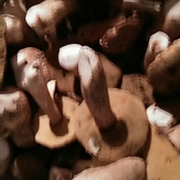 鲜牛肝菌一级粗柄羊肚菌