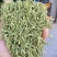 色青花空气能烘干品质良好