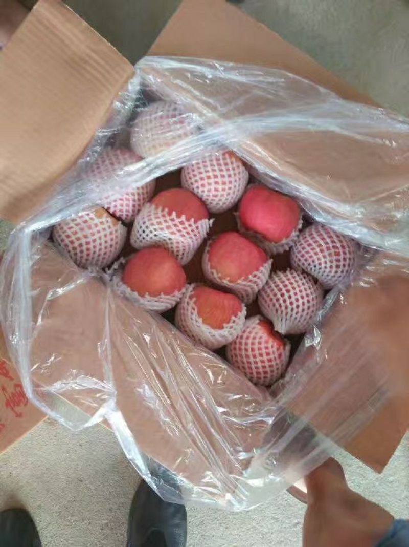 【红富士苹果】山东苹果产地纸加膜纸袋膜袋苹果
