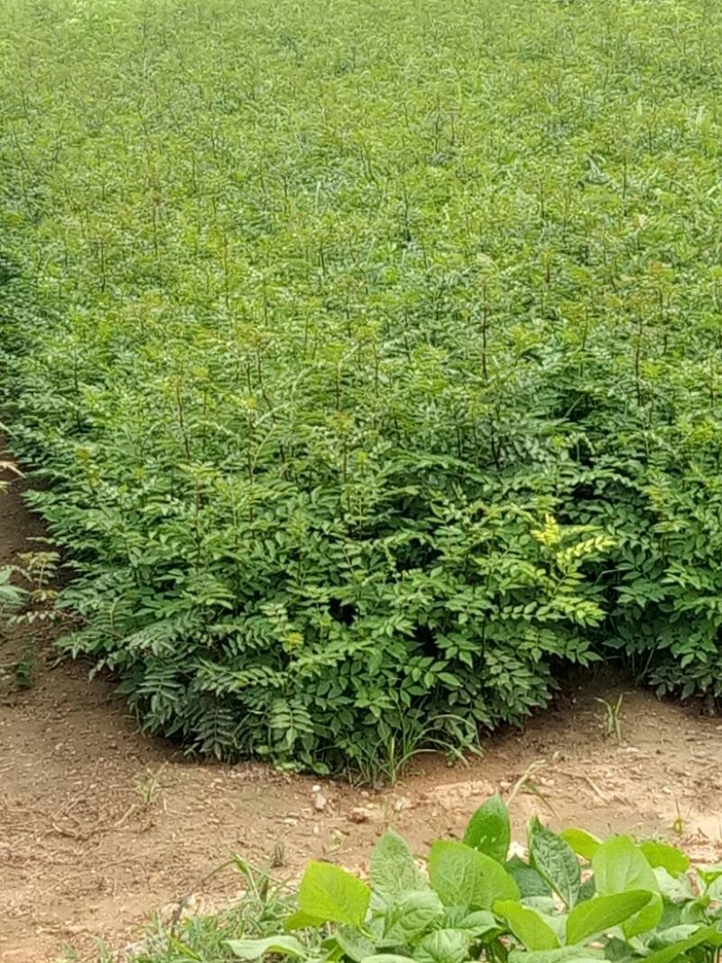花椒种子大红袍花椒苗花椒种子