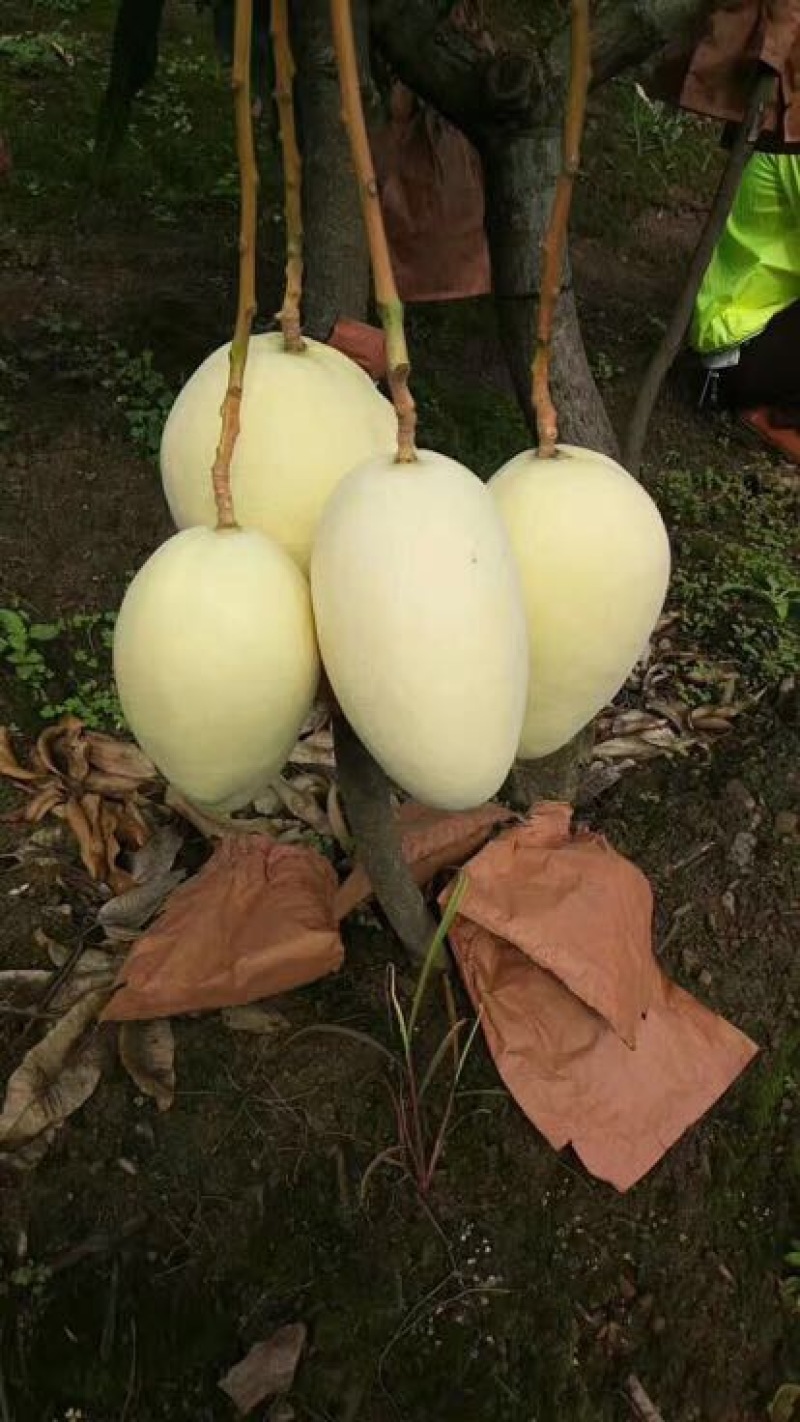 攀枝花芒果，凯特芒8两以上市场批发商场超市都可以非常好