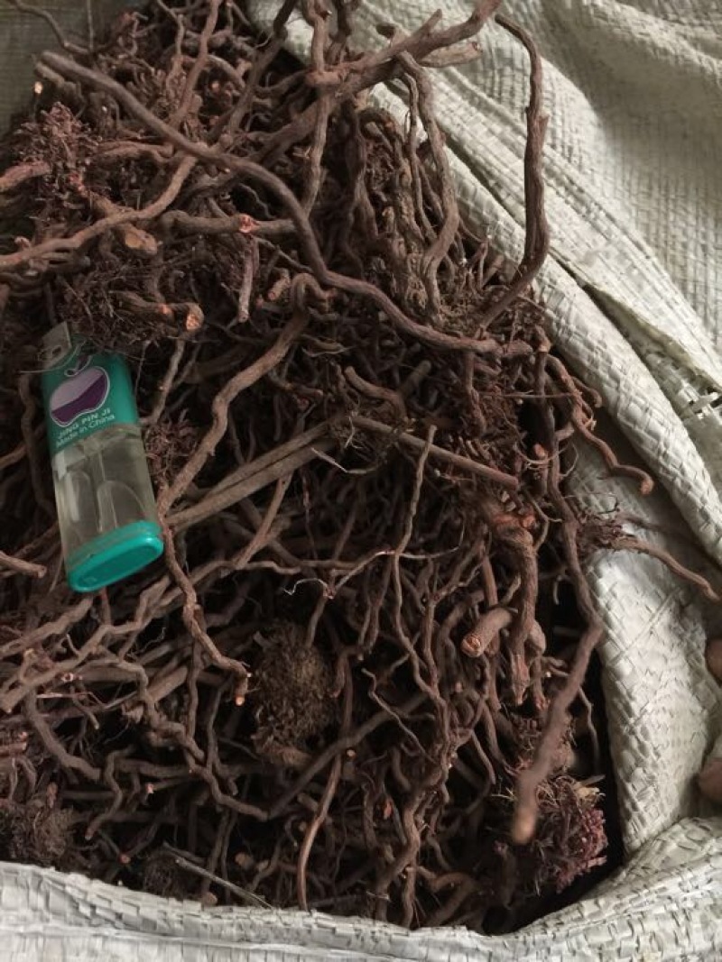 茜草