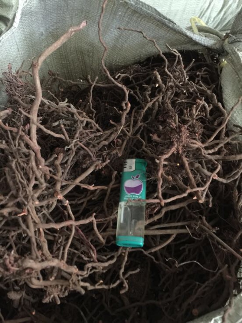 茜草